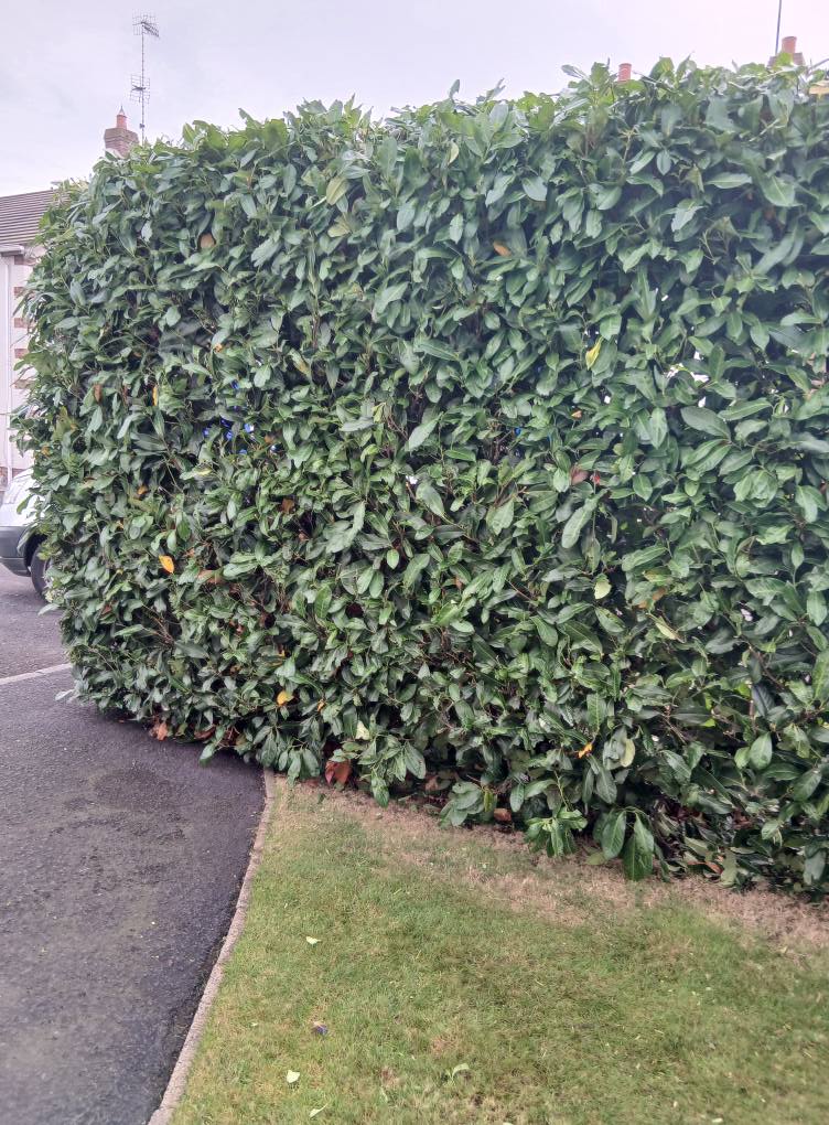 hedge trimming in Magherafelt